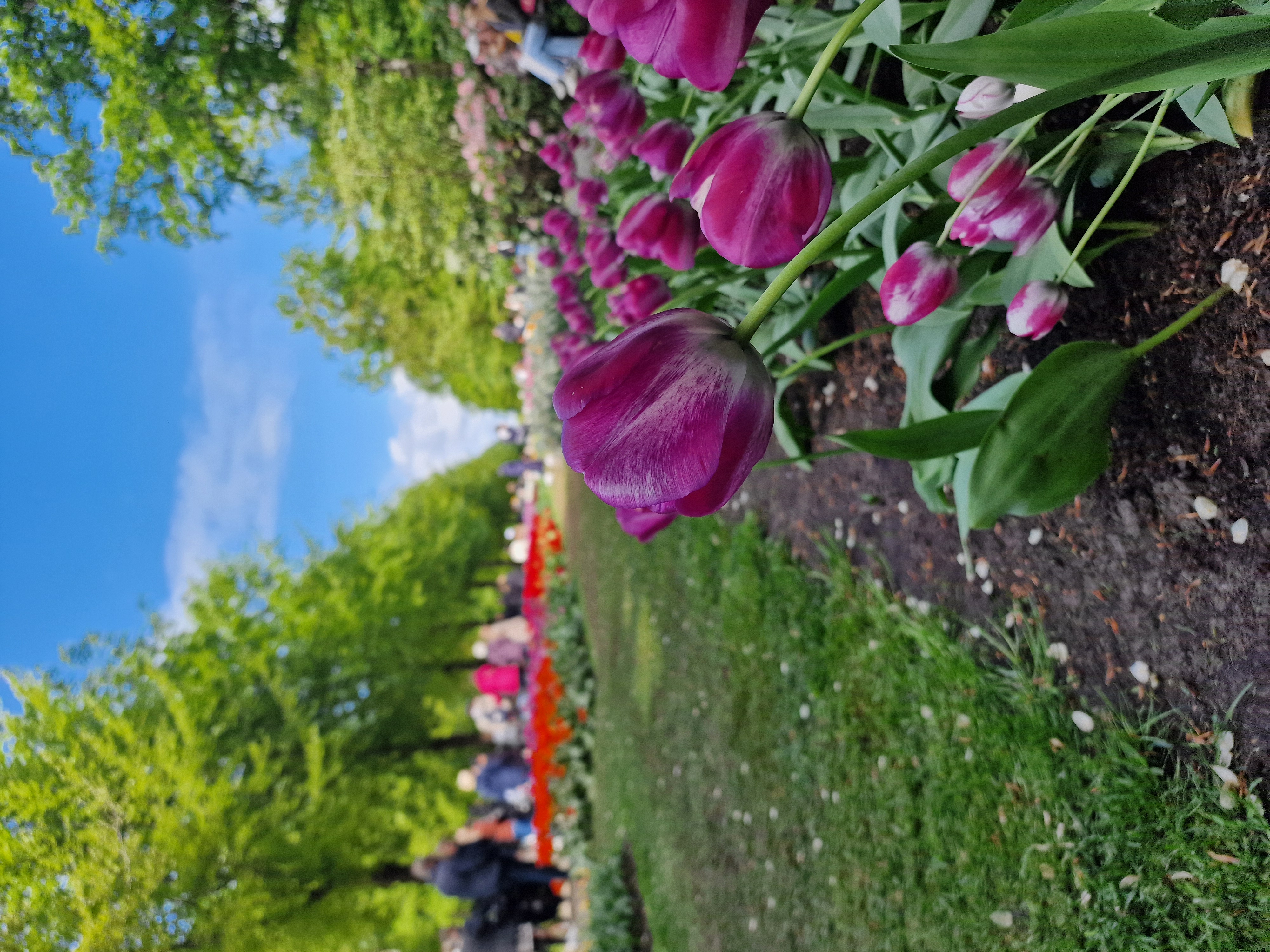 Tulip field outside Amsterdam