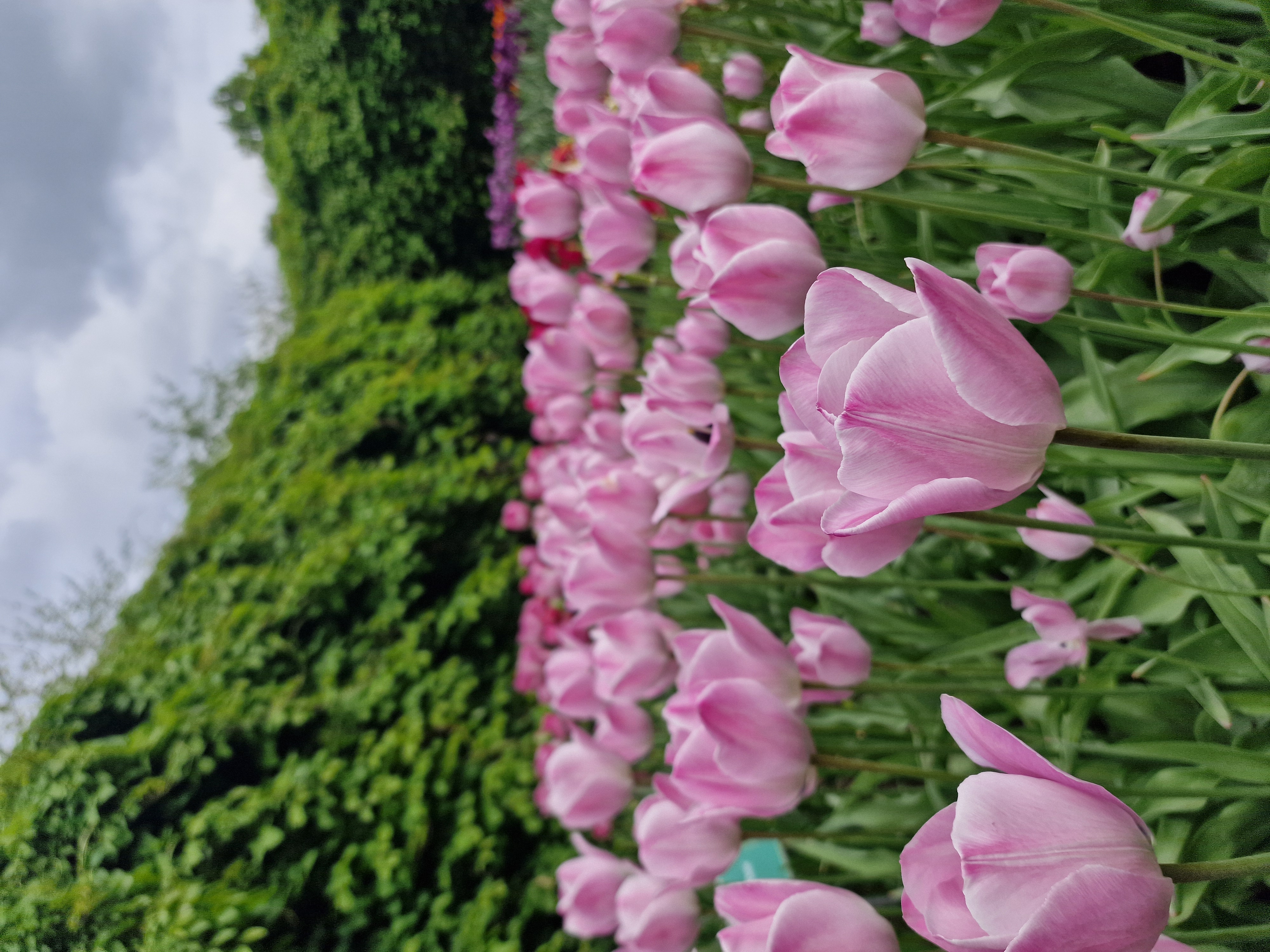 Tulip field outside Amsterdam