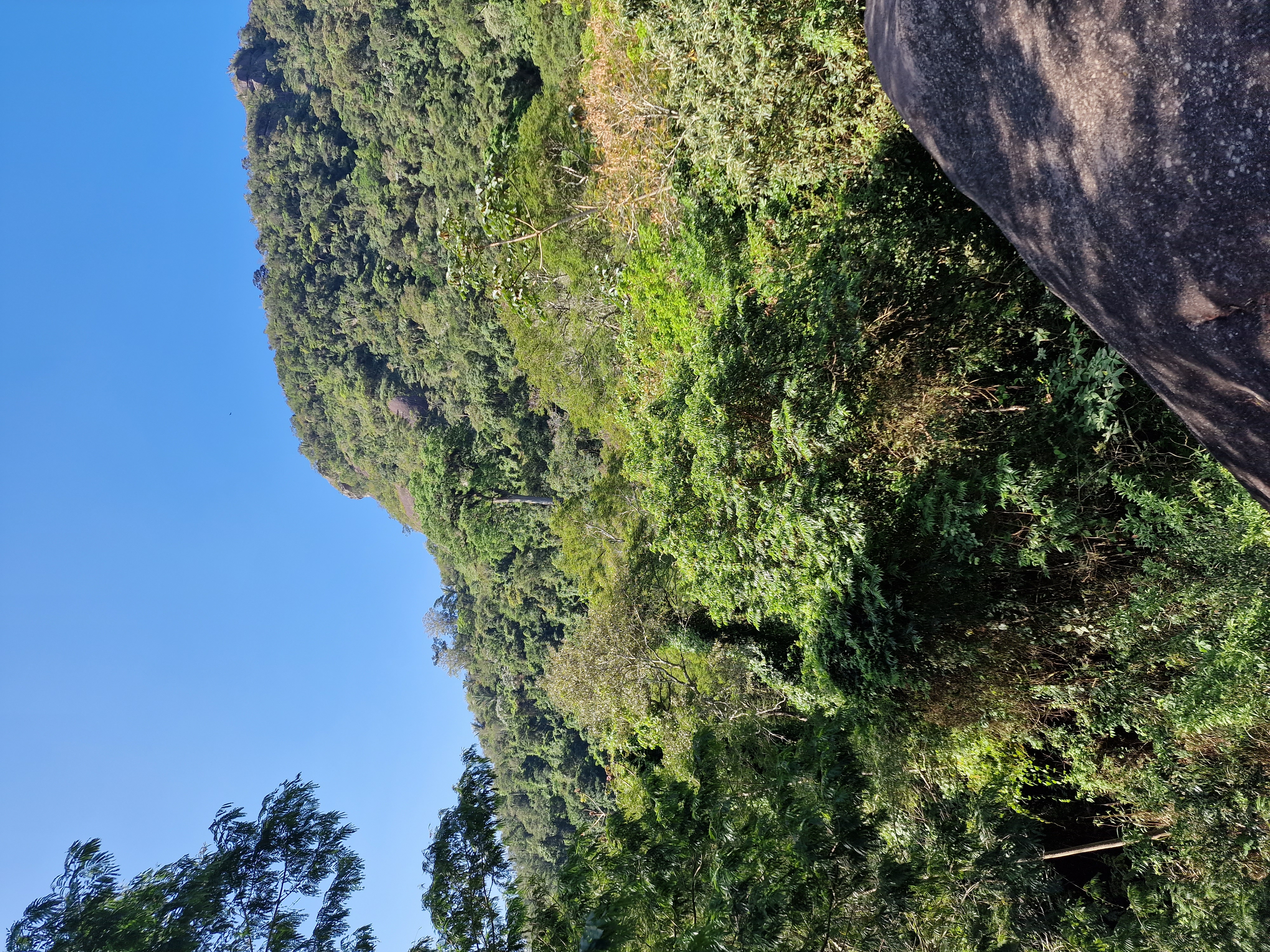 Forest with city skyline