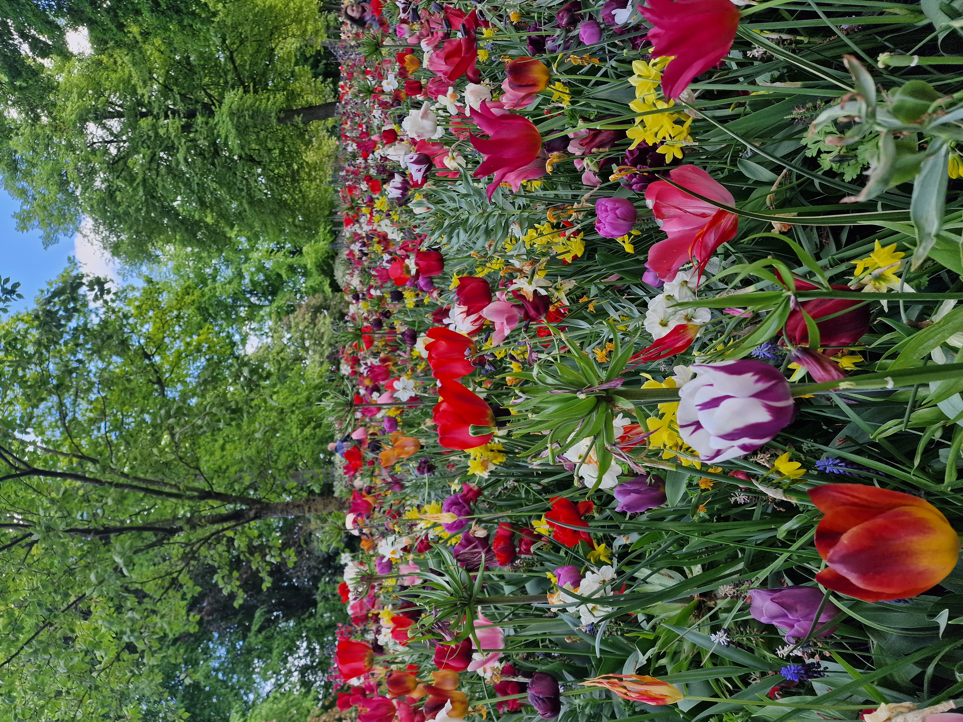 Tulip field outside Amsterdam
